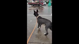 Dog Walks in a Strange Way