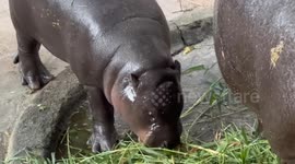 World's most famous pygmy hippo Moo Deng celebrates 1st birthday