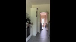 Clever dog opens fridge to retrieve toy in Meise, Belgium