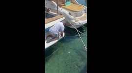 Man feeds and gently pets turtle in Chania, Greece