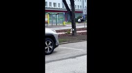 Crow teases cat in playful encounter in Tallinn, Estonia