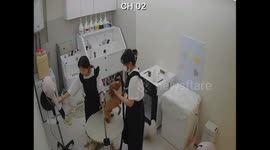 Playful dog grabs groomer’s mask during salon session in Yangjae, Seoul, South Korea