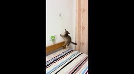 Kitten refuses to let go of wall toy in Jiangsu, China