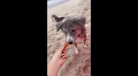 Dog buries food in the sand on a Phuket, Thailand