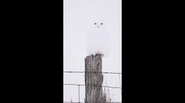 White owl spotted in snowy landscape in Ontario, Canada