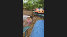 Dog sneaks a vegan hot dog in Seattle, USA