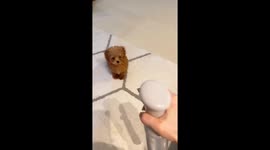 Maltipoo puppy adorably licks mist from spray in Tokyo, Japan