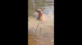 Dog startled by own tail while splashing in pond in Louisiana, USA
