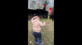 Child cries as king parrots swarm playfully in Hobart, Australia