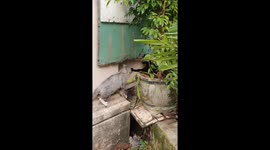 Cat freezes mid-fight while holding other’s head in South Jakarta, Indonesia