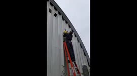 Hornet hive falls on man during removal attempt in Alberta, Canada