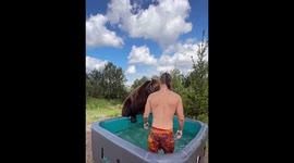 Bear shakes inflatable pool to avoid getting in at Moscow, Russia