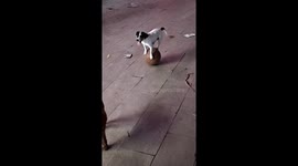 Talented dog balances on moving ball in Shanxi, China