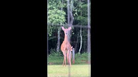 Deer reacts to hidden movement, startles fawn in Bedford, Virginia