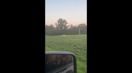 White deer and family spotted crossing road in Bowling Green, Kentucky