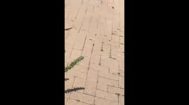 Large bee struggles to lift off from flower bed in Manhattan Beach, California, USA