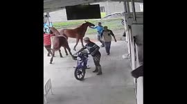 Horse pulls man into cage in unexpected moment in Barinas, Venezuela