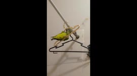 Parrot plays with hanger and takes a tumble in Santa Cruz de la Sierra, Bolivia