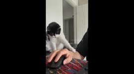 My Cat Begs for Petting