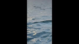 Incredible moment curious basking shark swims right up to boat off Canada's coast