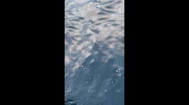 Moment a 20-30ft basking shark came to our boat during a deep sea fishing outing in Prince Edward Island, Canada on July 3, 2025