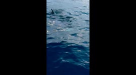 Moment a 20-30ft basking shark came to our boat during a deep sea fishing outing in Prince Edward Island, Canada on July 3, 2025