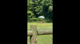 Improvise Cutting Grass in the Heat