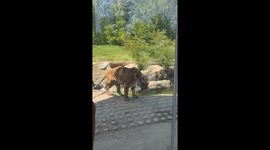 Tiger takes dip in pool to cool off, delighting zoo visitors in California