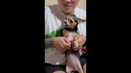 Flexing Dog Makes Angry Face