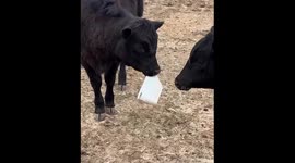 Cow Steals Temporary License Plate