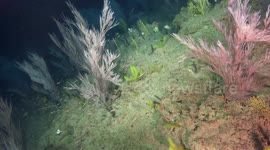 US: Video Reveals Hidden Deep Coral Reefs On West Florida Shelf
