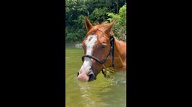 Scuba Horse