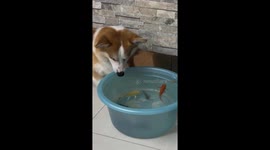 Corgi Tries to Catch Fish in Basin