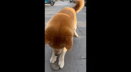 Shiba Inu Pushes Stone
