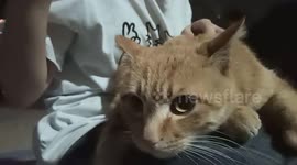 A Leisurely Cat