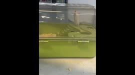 Hamster’s Strange Behavior