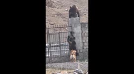 Dog Drives Brown Bears Away