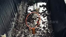 At Con Son (Can Tho), Mr. Le Van Cang (49 years old) has trained frogs to become