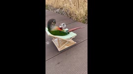 Parrot on Vocation