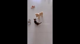 Kitten and Puppy Tussle