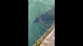 Buffalo Swims Underwater