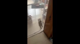 Kitten Climbs Window Screen