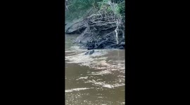 Schoolboy, 15, who was fishing on riverbank is dragged away to his death by crocodile