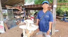 Farmer stunned by crop of 2ft tall giant mushrooms in Thailand