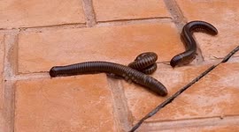 Giant millipedes caught in 'romantic embrace' amaze onlookers