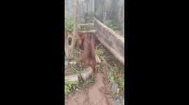 Thai Dog Teases Mother Snakehead Fish Protecting Her Fry in Vietnam Pond