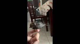 Resident treats injured bird and releases it outside