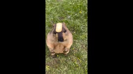 Prairie marmot with cracker stuck on his head amuses park visitors
