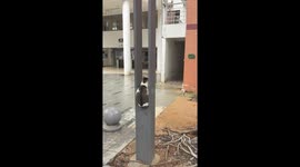 Cat Naps in Lamppost Gap