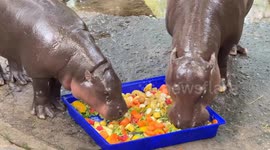 Fans gather at zoo to celebrate Moo Deng hippos's first birthday